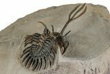 Spiny Trident Walliserops Trilobite - Foum Zguid, Morocco #354576-4
